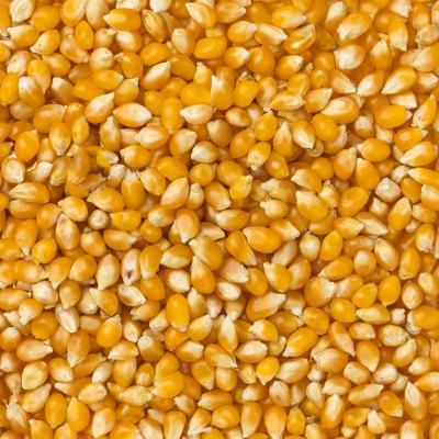 Baby Yellow Kernels Close Up
