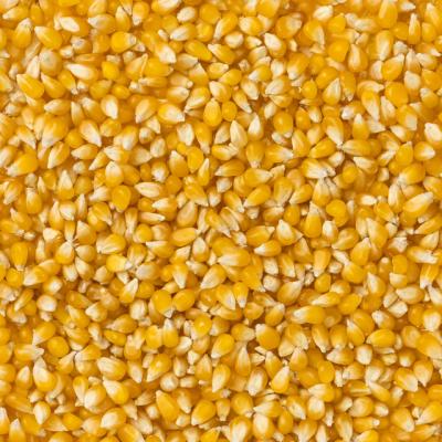 Amish Country Ladyfinger Kernels Close Up