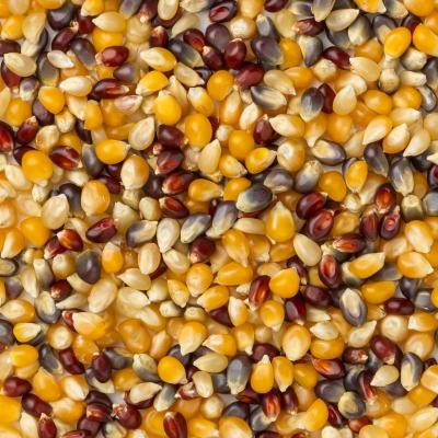 Amish Country Rainbow Popcorn Kernels
